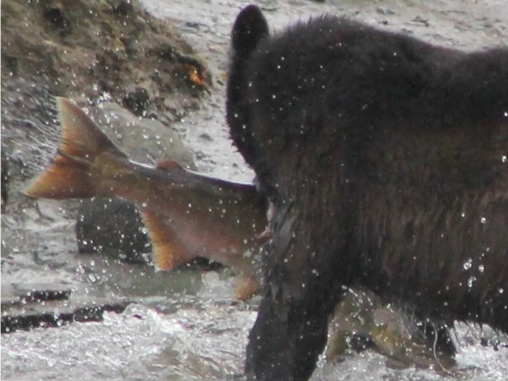 Bears - 3