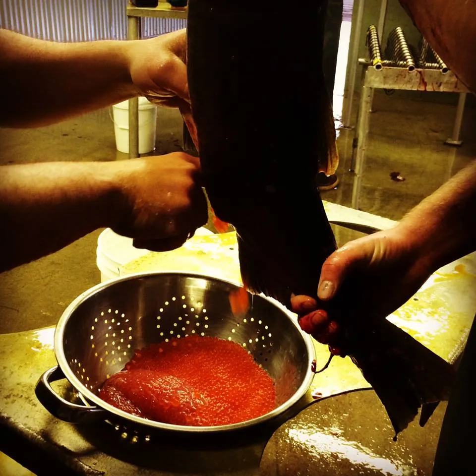 Salmon eggs from DIPAC