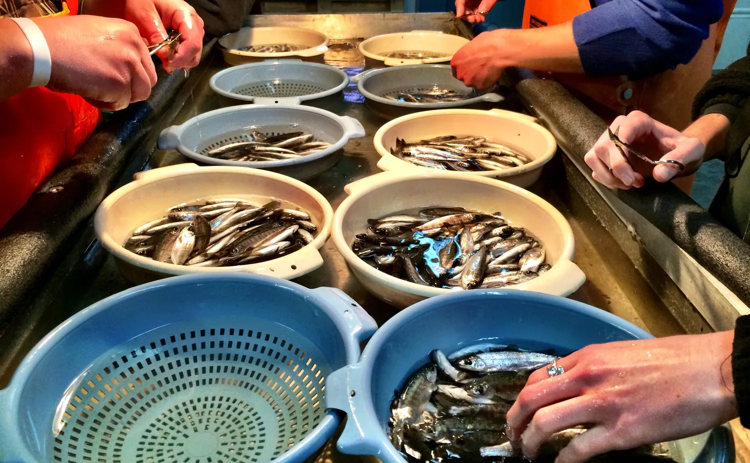 Sorting salmon at DIPAC in Juneau