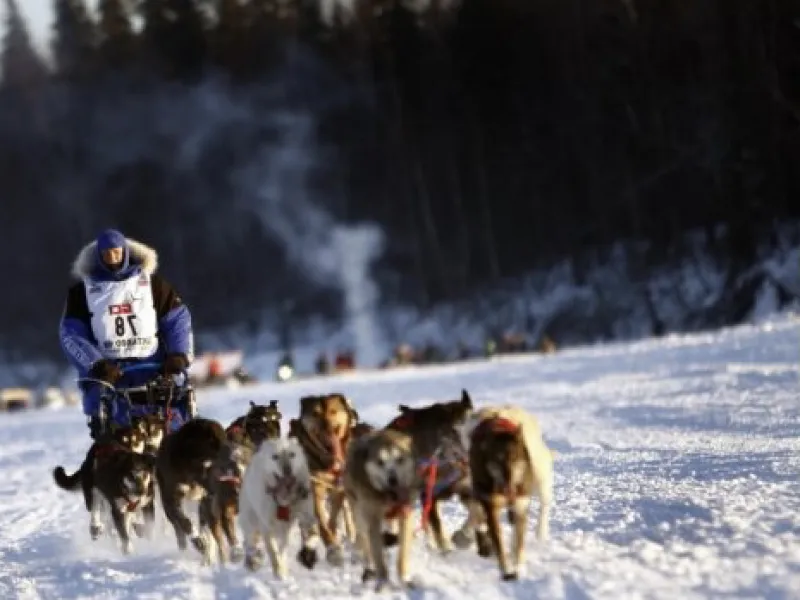 Top 15 Christmas Gifts for Iditarod Lovers this Year!