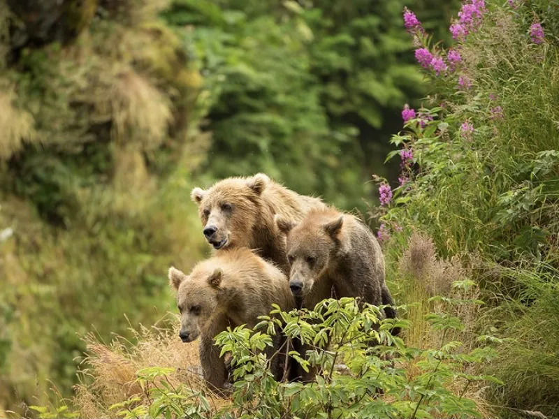 10 Uniquely Alaskan Mother’s Day Gifts.