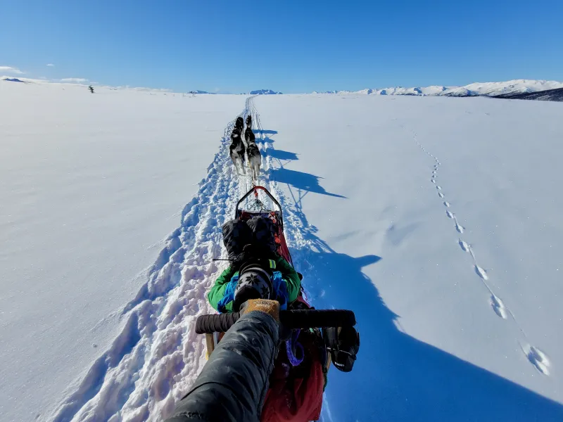 The History of the Denali National Park Kennels Part #2