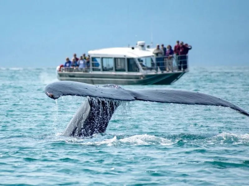 The Ultimate Guide to Whale Watching in Juneau: A Captivating Alaskan Adventure