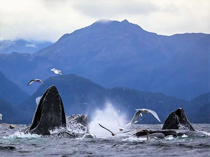 Annahootz Adventures: In the Heart of Alaska's Whale-Watching Paradise