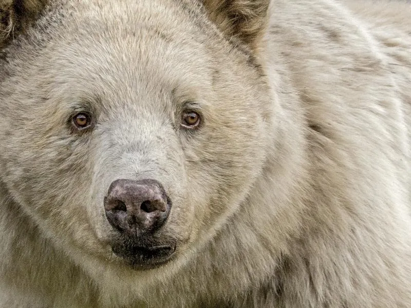 White Black Bears And Blonde Grizzly’s