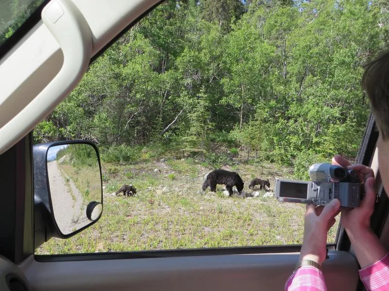 Bear Using A Spruce Tree To Scratch His Back Near Skagway