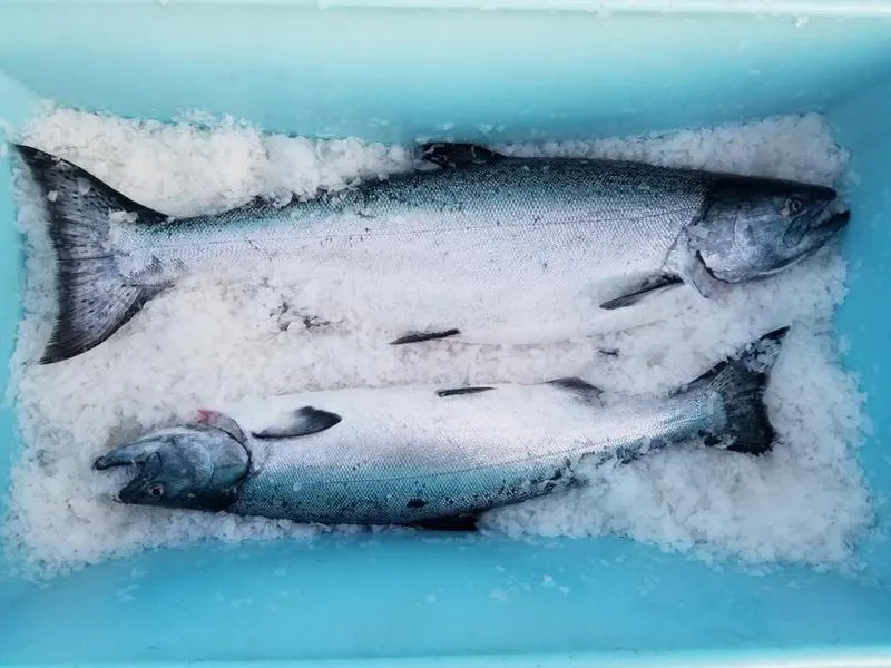 Trish Pearson Sells Terrific Fish From Nice People