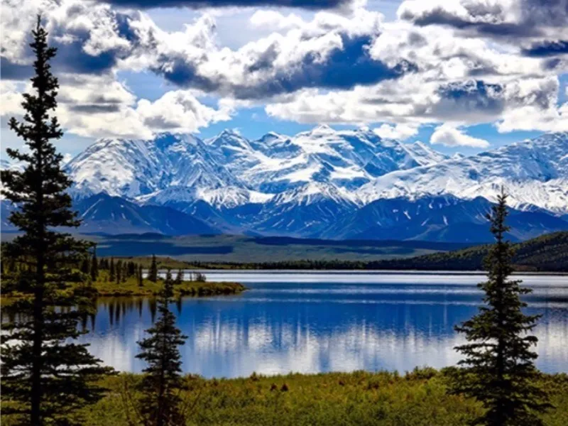 Top 5 Animals to See in Denali National Park