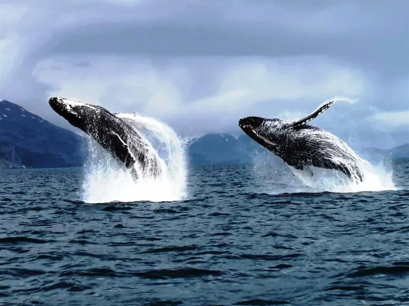 Up Close With Whales The Size Of School Buses