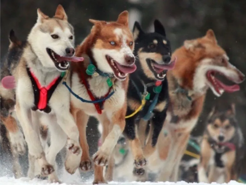 High-Performance Athletic Dogs Enjoy the Iditarod Sled Dog Race