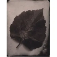Alderleaf Artworks