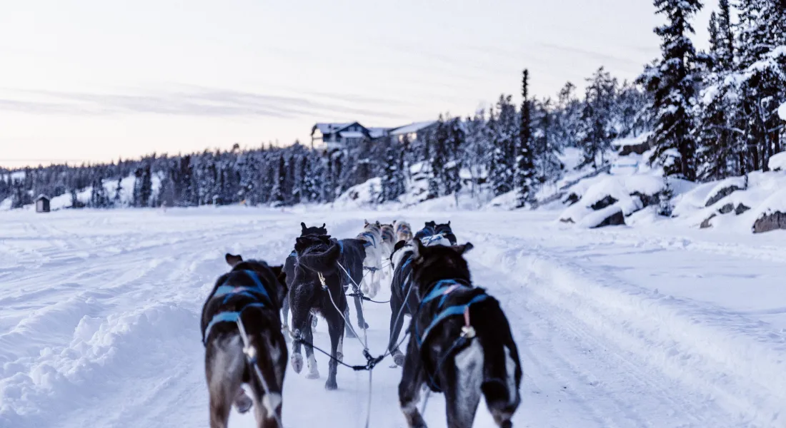 Dog Sledding