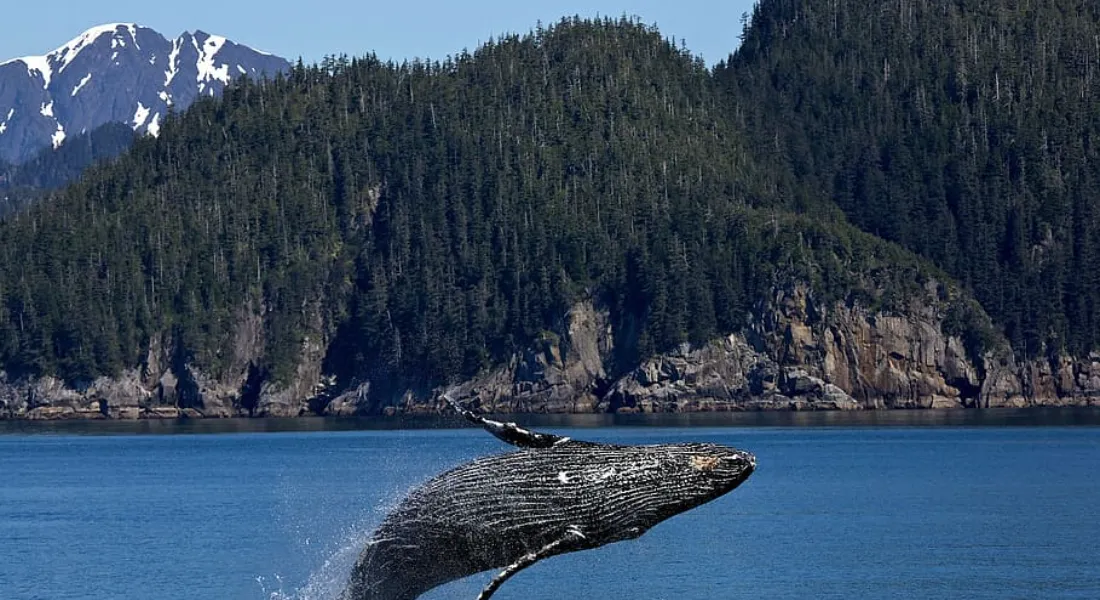 Whale Watching & Wildlife Viewing
