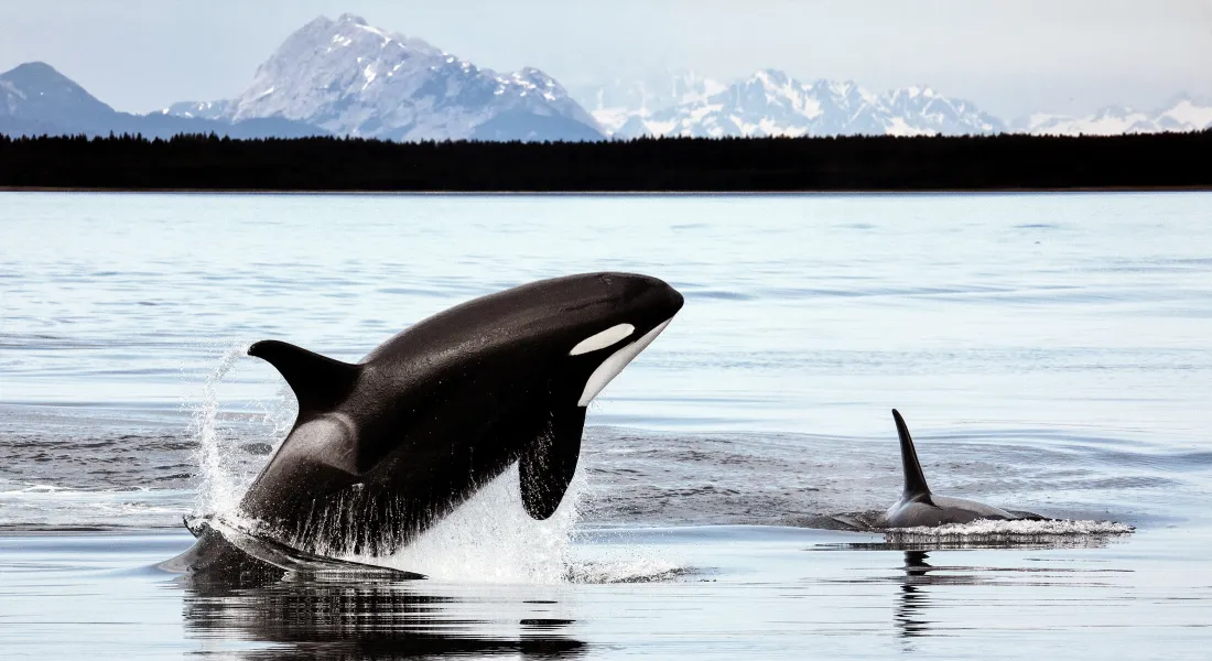 Whale Watching