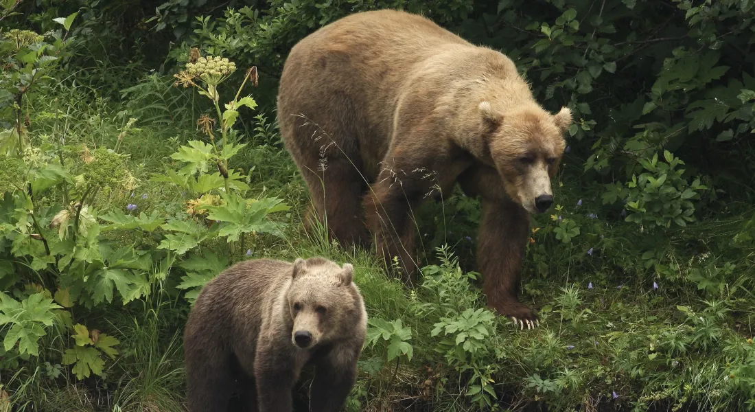 Bear Viewing