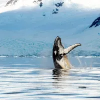 The Whale Collection