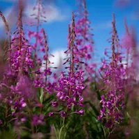 The Nature Collection