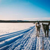 The Husky Dog Collection