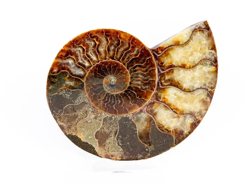 Ammonite Fossil Mollusk