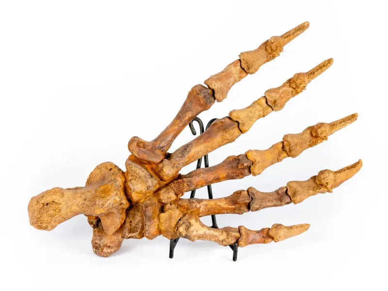 Cave Bear Paw