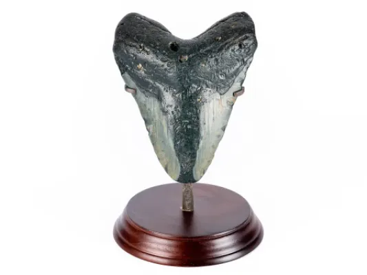 Chardadon Megalodon Shark Tooth