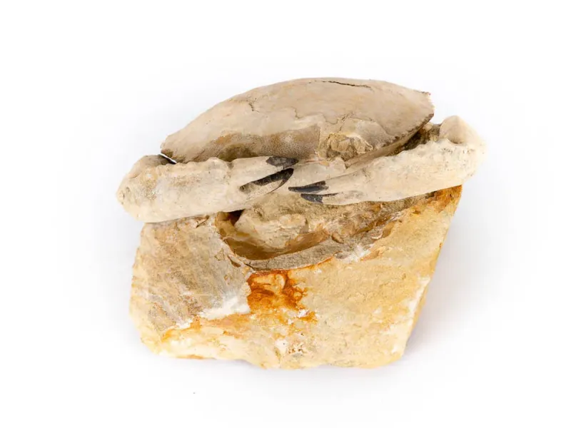 Fossilized Crab