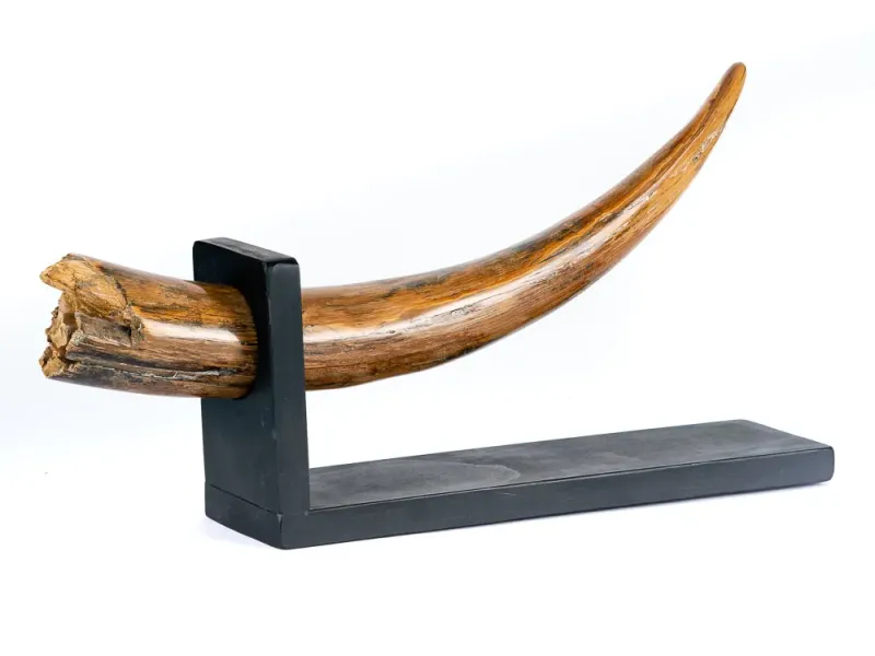 Fossilized Woolly Mammoth Tusk With Pine Wood Base