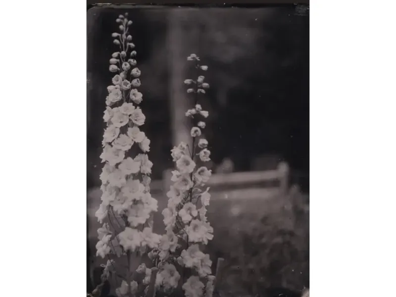 Alaskan Flowers Tintype Print