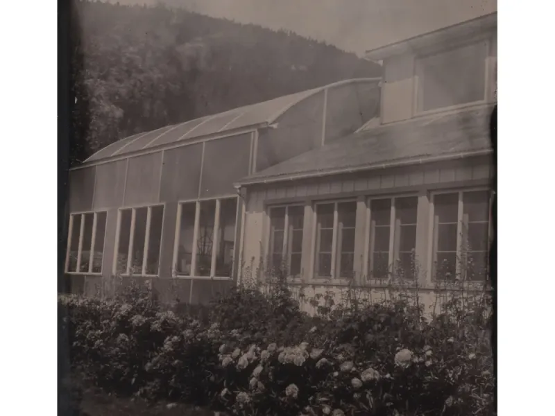 Peonies in Jewel Gardens Skagway Alaska Tintype Print
