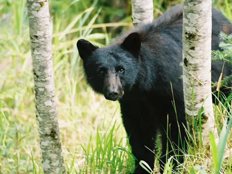 Seaplane & Bear Viewing Adventure