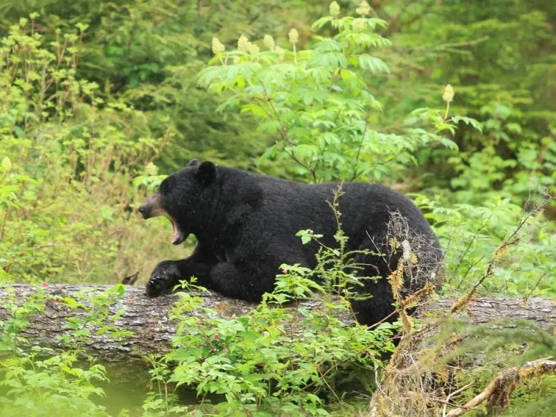 Black Bear & Wildlife Exploration
