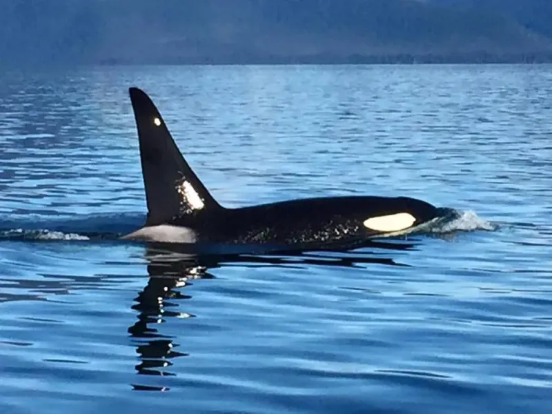 Whale Watching Private Charter