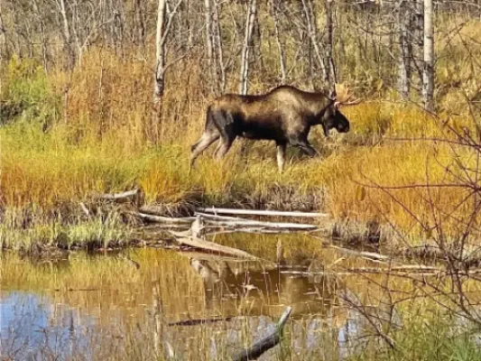 Chugach State Park Nature Walk