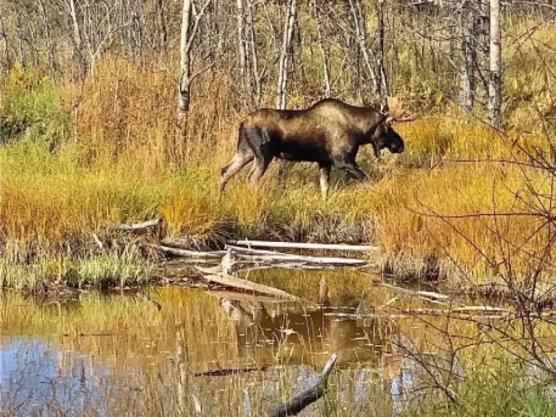 Chugach State Park Nature Walk
