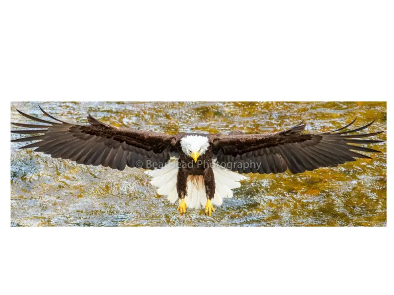 Swooping In