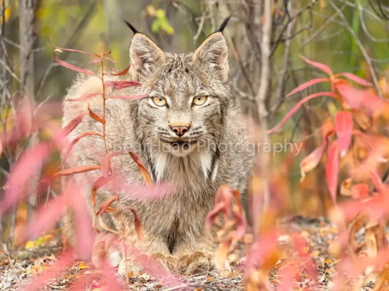 Ready to Pounce