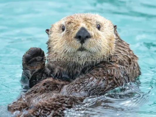 High Five