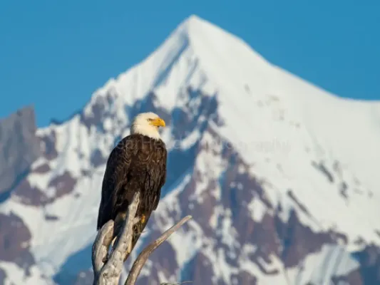 Eagle Peak