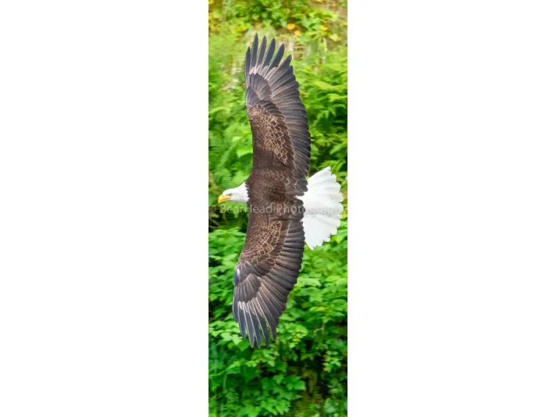 Wing's Out