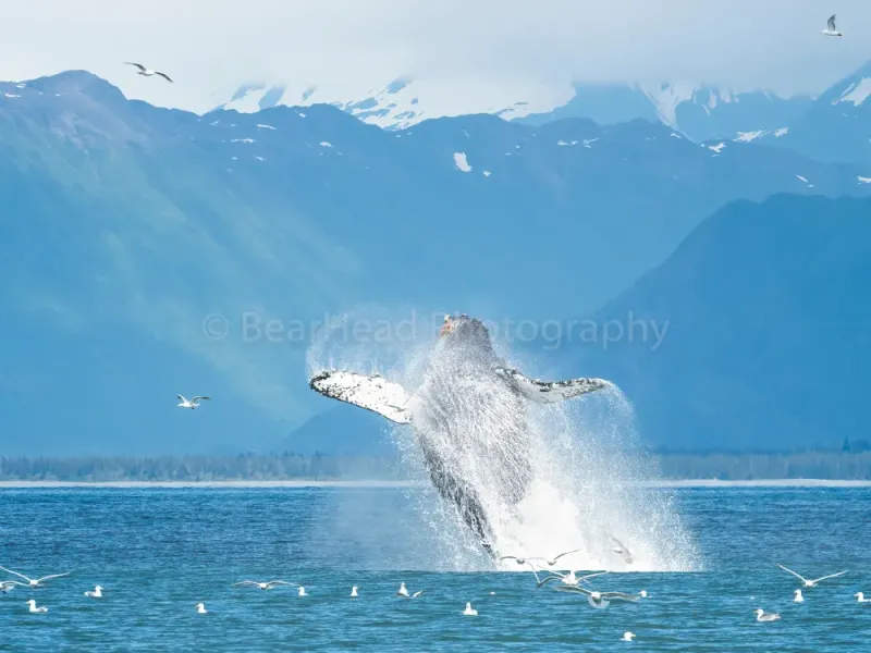 Mountain Breach