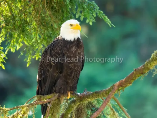 Morning Perch