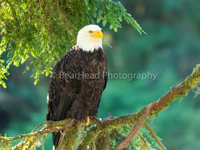 Morning Perch