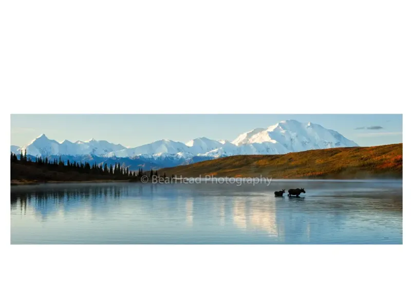 Wild Denali