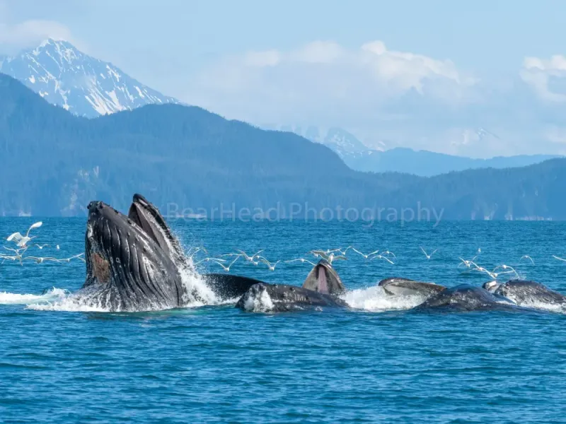 Coastal Feeding