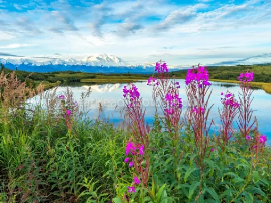 Fireweed View
