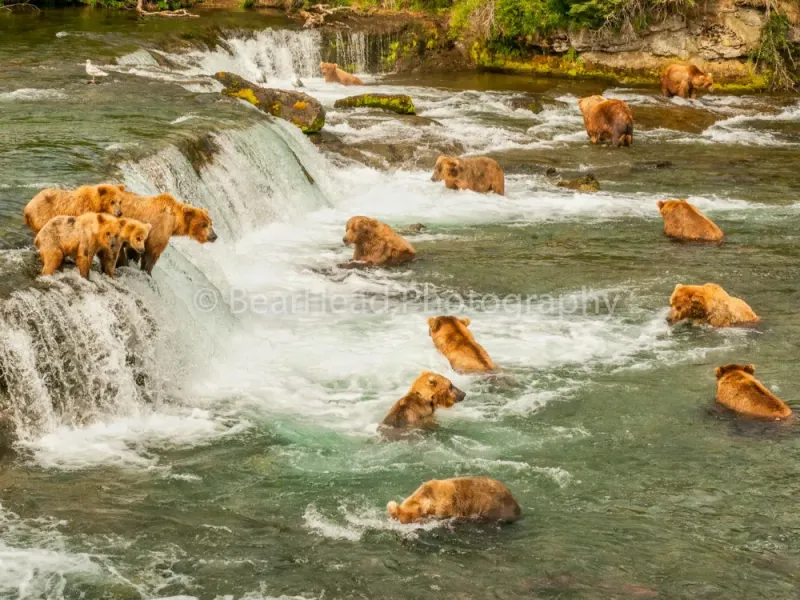 Bear Festival
