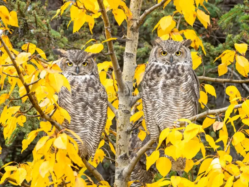 Fall Pair