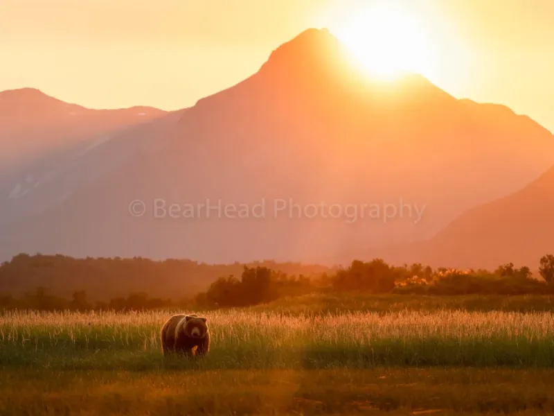 Setting Bear
