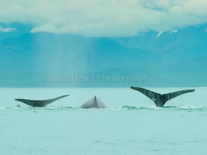 Synchronized Diving