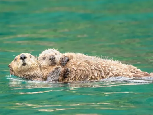 A Mom's Embrace